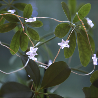 Light Chain Stars