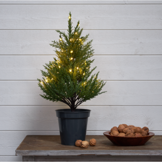 Decorative Tree Thuja