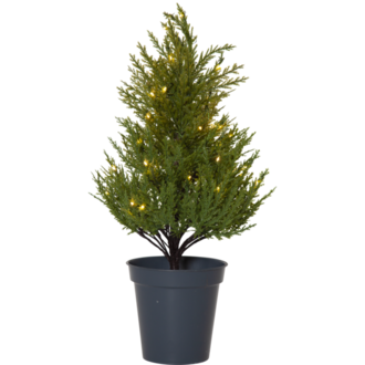 Decorative Tree Thuja